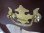 画像8: 【愛知店舗】プランターラック 猫脚 カブリオ―ルレッグ ブラウン 茶系 モダンクラシカル 幅91.5cm×高さ69.5cm×奥行30.5cm